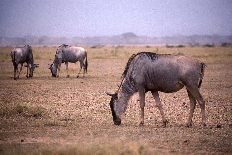 WT 1400 208-25 Kenya.jpg